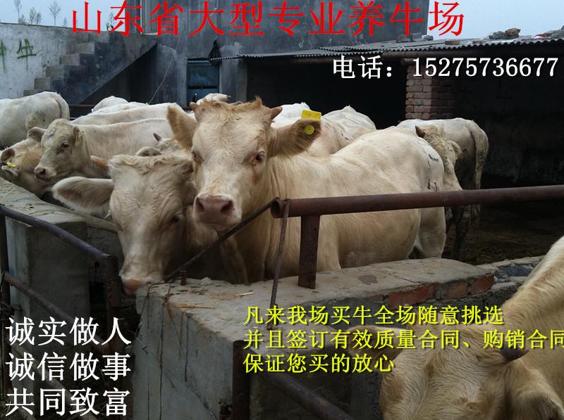 秦川牛养殖利润_养殖秦川牛致富_养殖致富项目牛