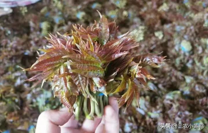 致富经种植香椿视频_致富经香椿种植视频_每日农经香椿种植视频