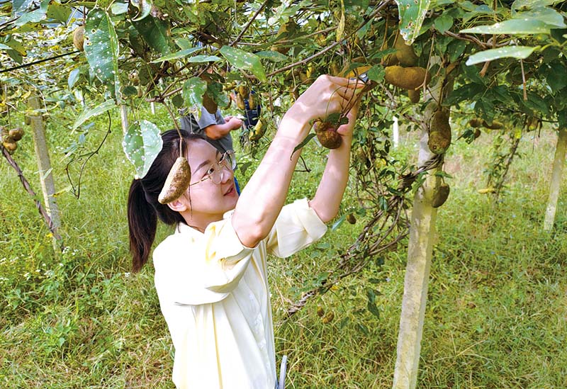通山南林桥镇：八月瓜“炸”出致富路