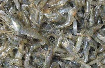 怎么养殖河虾的技术_河虾养殖视频致富经河虾养殖_养殖河虾技术要求