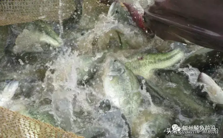 高密度鲈鱼养殖技术要点_鲈鱼的高密度养殖技术_高密度淡水鲈鱼养殖技术