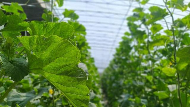 河南种苹果怎么样_河南省种植苹果的优势条件_河南种植苹果致富