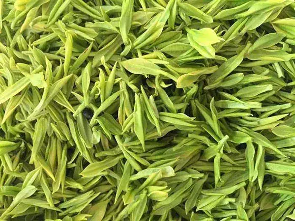 木匠转型巧种白茶，年产值高达500万元