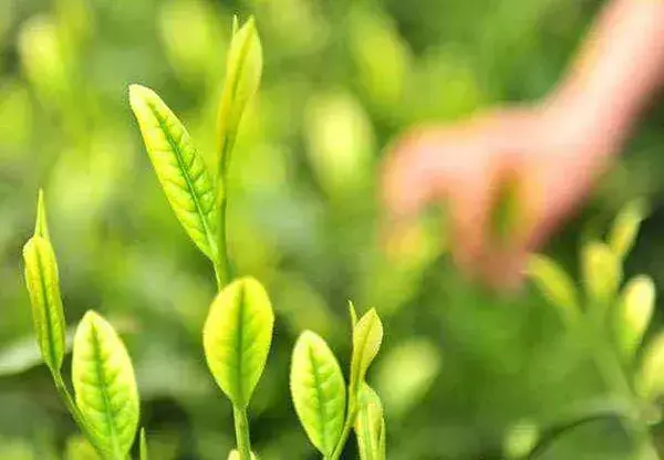 种植白茶致富吗_种植白茶的市场前景_种植白茶赚钱吗