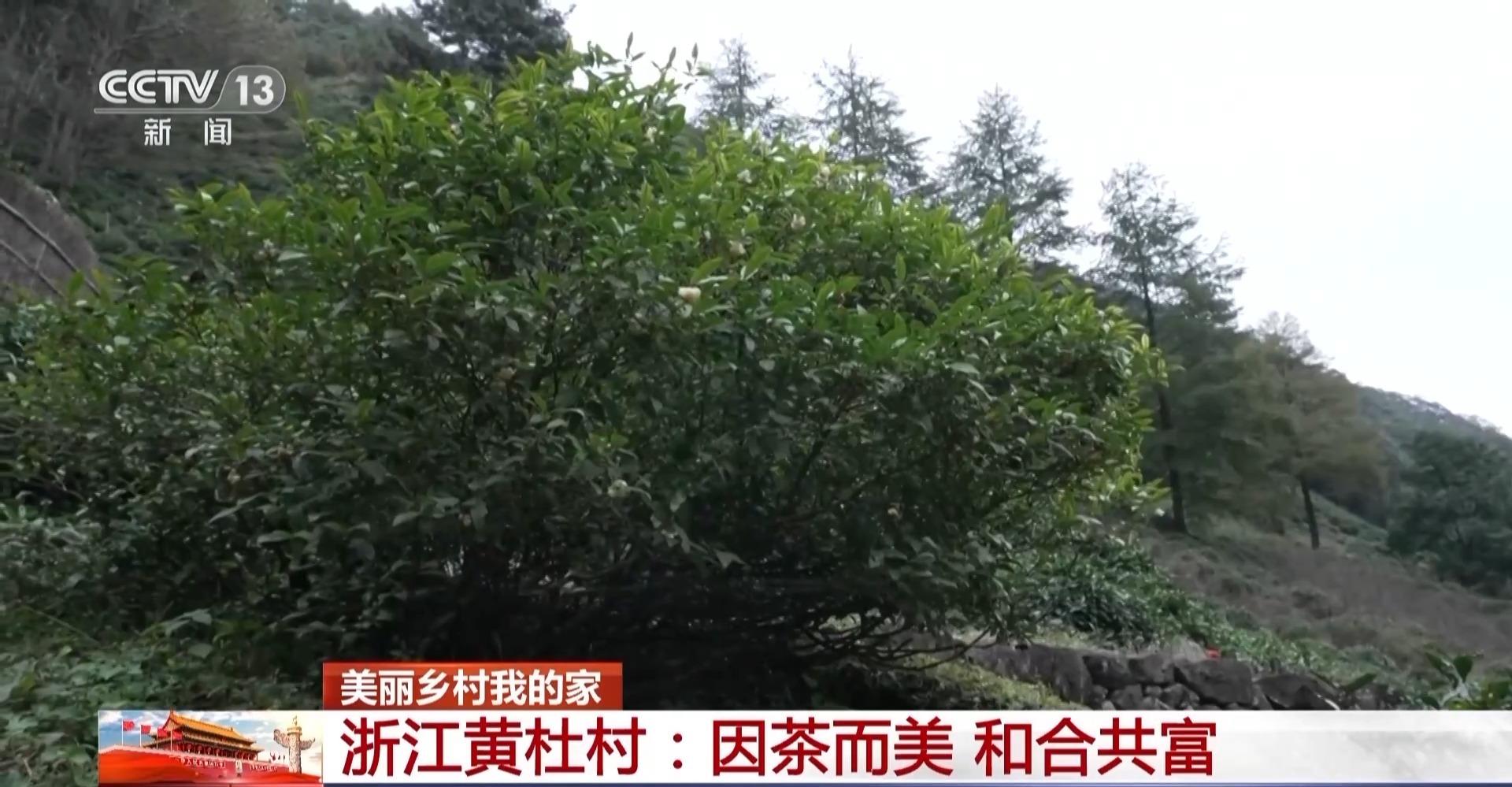 种植白茶致富吗_致富种植白茶图片_种植白茶赚钱吗