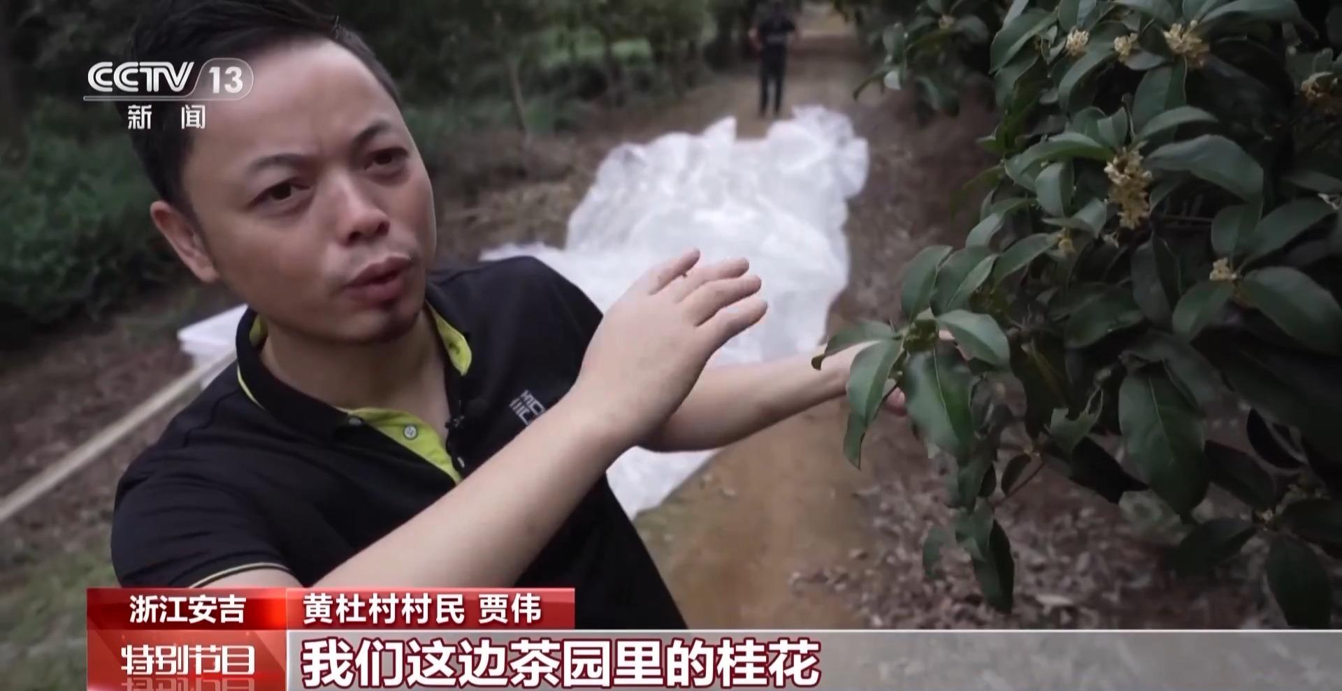 种植白茶致富吗_种植白茶赚钱吗_致富种植白茶图片