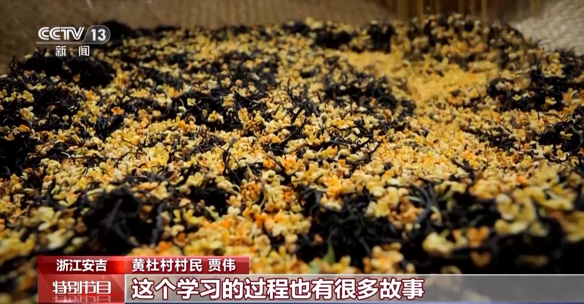 种植白茶赚钱吗_致富种植白茶图片_种植白茶致富吗
