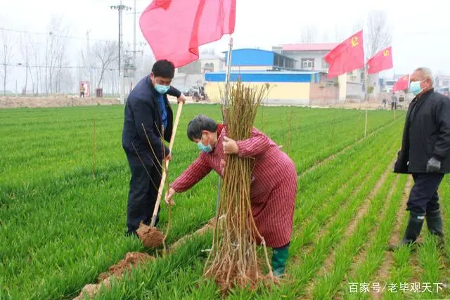 河南省种植苹果的优势条件_致富种植河南苹果怎么样_河南种植苹果致富