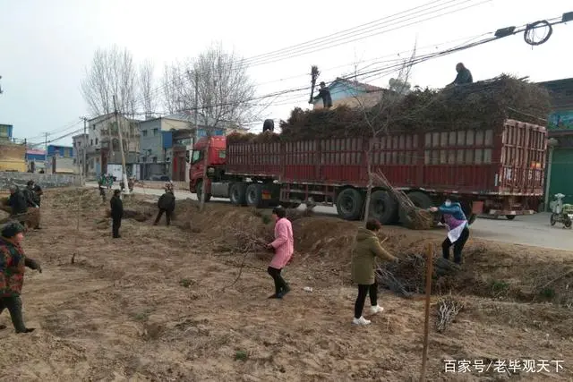 河南省种植苹果的优势条件_河南种植苹果致富_致富种植河南苹果怎么样