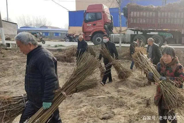 致富种植河南苹果怎么样_河南种植苹果致富_河南省种植苹果的优势条件