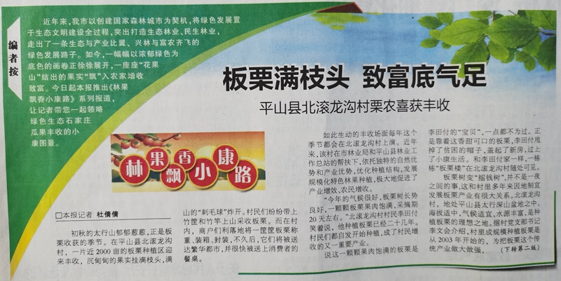 致富种植板栗项目简介_板栗种植致富项目_种植板栗赚钱吗