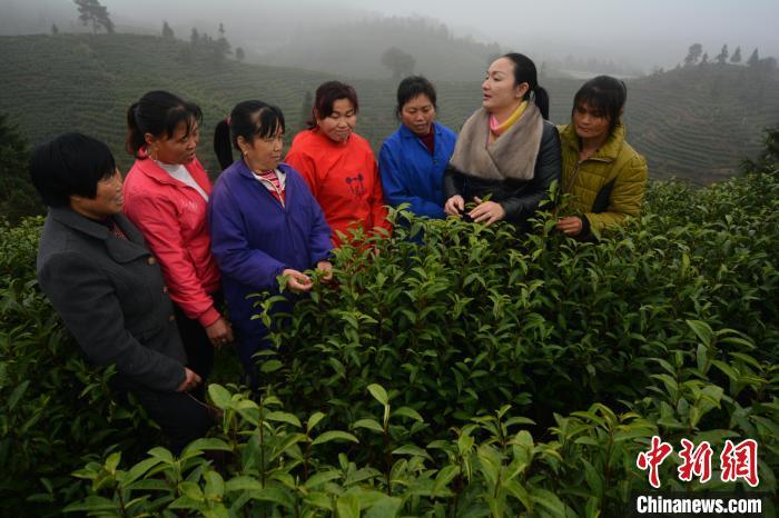 种植白茶致富吗_致富种植白茶图片_致富种植白茶怎么样
