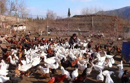 致富经养蛙视频全集_致富经牛蛙养殖_致富经养牛蛙