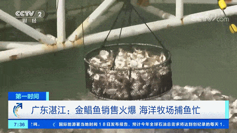 湛江养殖业_湛江养殖致富地_湛江养殖什么好养又赚钱