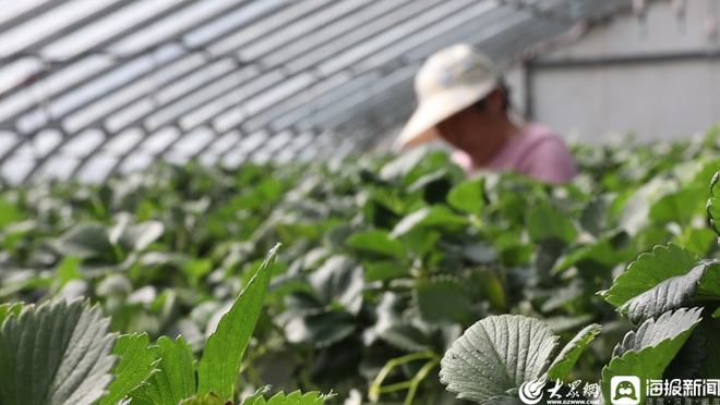 汉中种植蒲公英致富_蒲公英中药材种植_蒲公英种植效益