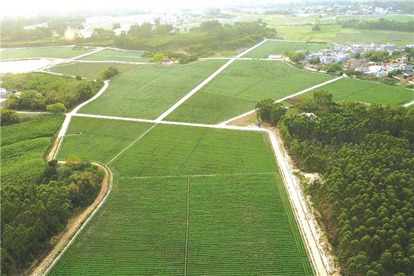 湛江养殖业_湛江养殖致富地_湛江养殖网