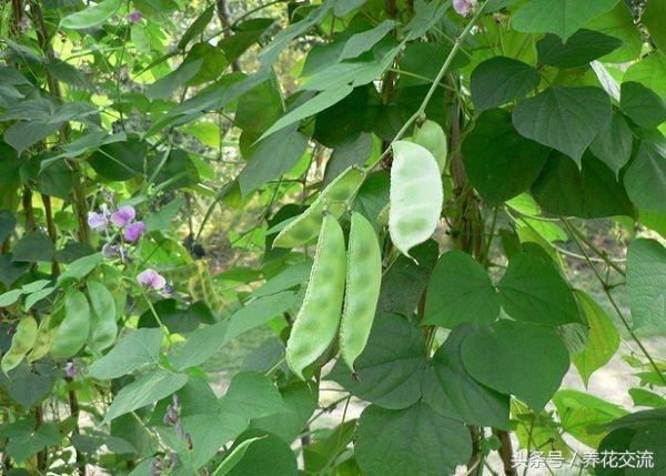 红豆花养殖_红花豆种植技术_红花豆种植时间和方法