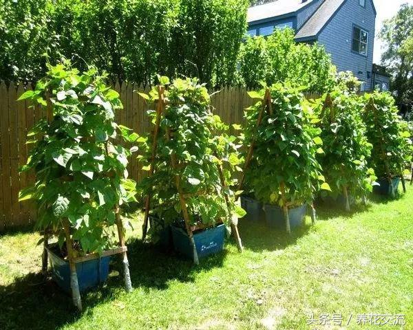 红花豆种植技术_红豆花养殖_红花豆种植时间和方法