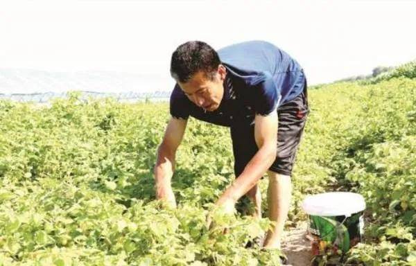 种植宠物致富_宠物养殖种类_宠物养殖创业