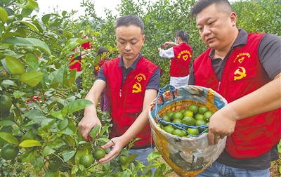 小伙养殖锦鲤_锦鲤养殖致富能手_致富经养锦鲤