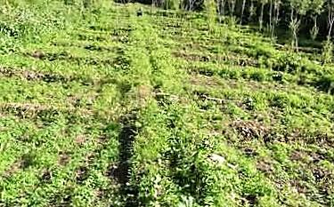 cctv7野菜种植致富经_致富经蔬菜种植视频_种野菜致富的陷阱
