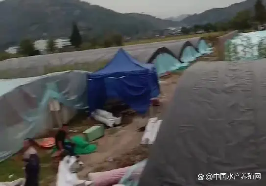 致富经温室甲鱼养殖技术_温室养殖甲鱼关键技术_温室甲鱼养殖技术视频