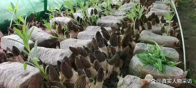 种植花菇致富项目_花菇养殖成本_致富种植项目花菇有哪些