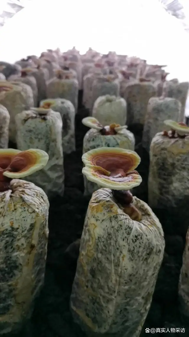 种植花菇致富项目_花菇养殖成本_致富种植项目花菇有哪些