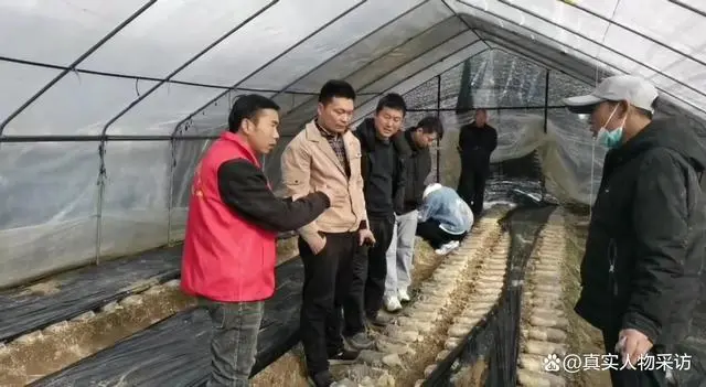种植花菇致富项目_致富种植项目花菇有哪些_花菇养殖成本