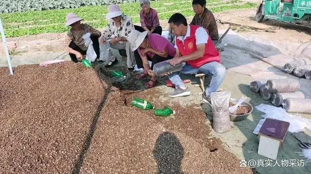种植花菇致富项目_花菇养殖成本_致富种植项目花菇有哪些