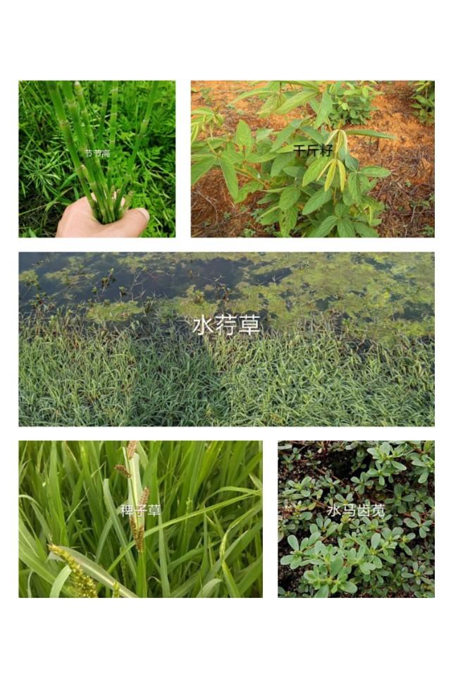 大龙虾养殖场_大连小龙虾养殖_大连龙虾养殖技术