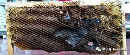 蜜蜂养殖管理技术视频_蜜蜂的养殖与管理技术_蜜蜂养殖管理技术论文