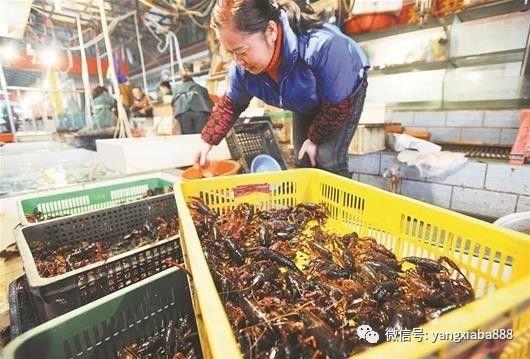 大连小龙虾养殖_大连小龙虾养殖基地_大连龙虾养殖技术