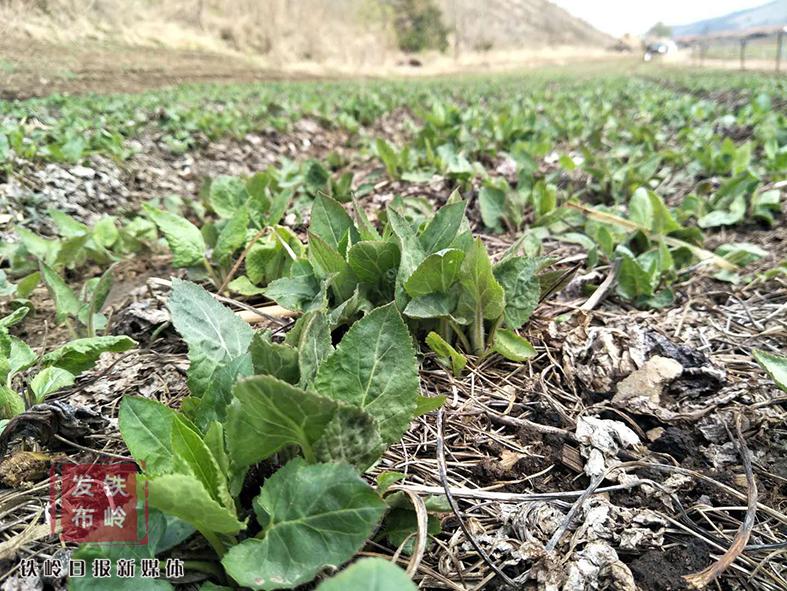 致富经野菜种植_cctv7野菜种植致富经_种野菜致富的陷阱