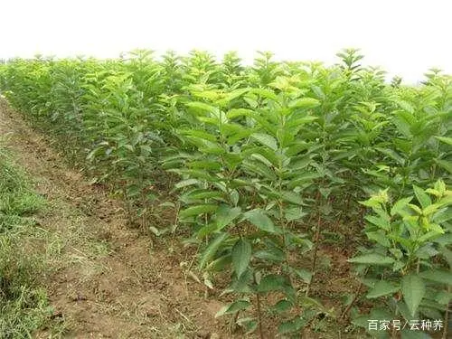 种植园林绿化树种致富_致富绿化种植项目介绍_绿化种植致富项目