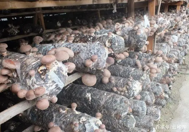 绿化种植致富项目_种植园林绿化树种致富_致富绿化种植项目介绍