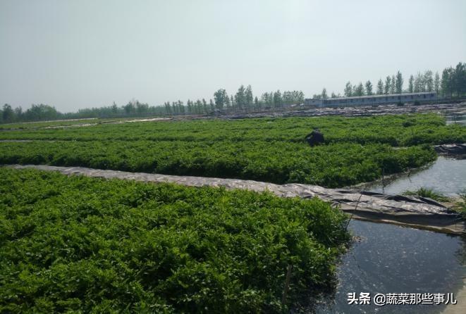宿迁对养殖业的政策_宿迁养殖致富项目_江苏省宿迁市大型养殖场
