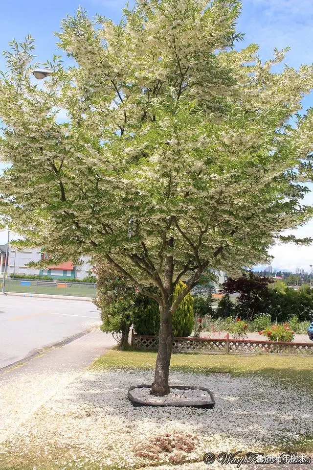 致富绿化种植项目介绍_绿化种植致富项目_种植园林绿化树种致富