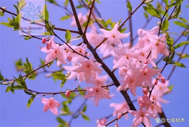 种植园林绿化树种致富_致富绿化种植项目介绍_绿化种植致富项目
