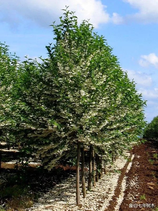 绿化种植致富项目_种植园林绿化树种致富_致富绿化种植项目介绍