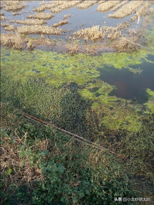 大连小龙虾养殖基地_大连龙虾养殖技术_龙虾大连养殖技术培训
