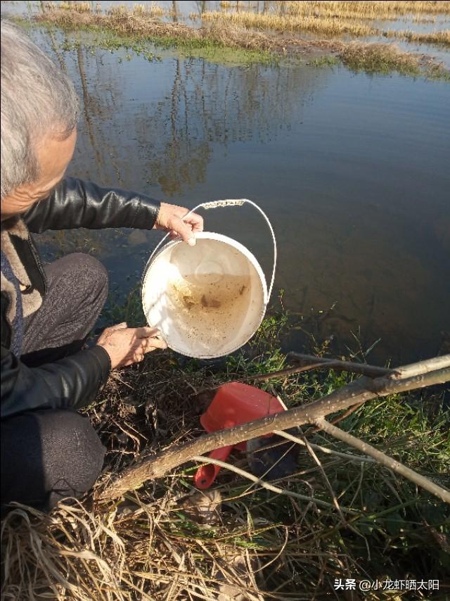 大连龙虾养殖技术_龙虾大连养殖技术培训_大连小龙虾养殖基地