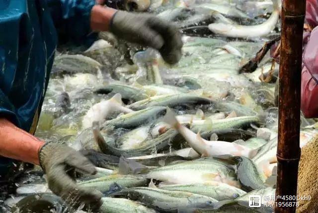 加州的爱养鸡_加州养殖技术_加州鱼苗训料技术