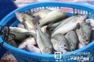 加州养殖技术_加州的爱养鸡_加州鱼苗训料技术