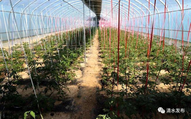 清水：蔬菜大棚种出致富好“钱”景