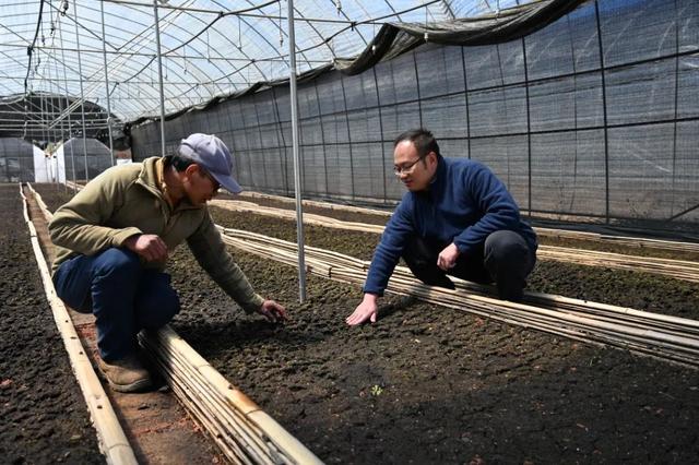 “小贝母”种出“大产业”！得荣有望建成全国最大的川贝母种植基地