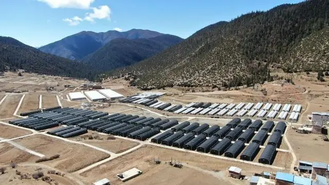 云南贝母种植技术_云南贝母种植基地_云南贝母图片大全