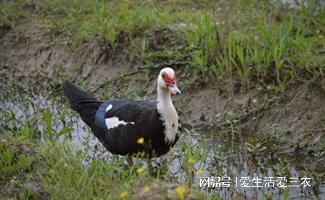 农村冬天养殖什么赚钱项目_冬季农村养殖致富_农村致富新项目养殖