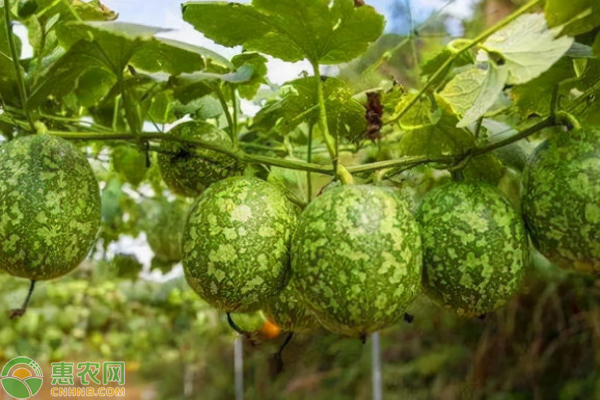 致富经瓜蒌种植视频_瓜蒌子致富经_瓜蒌子种植骗局
