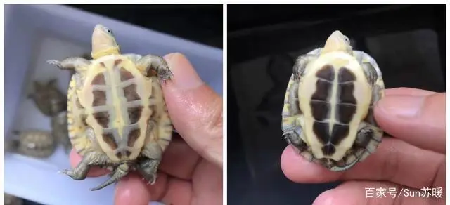 巴西龟养殖场视频_视频龟巴西养殖技术大全_巴西龟养殖技术视频
